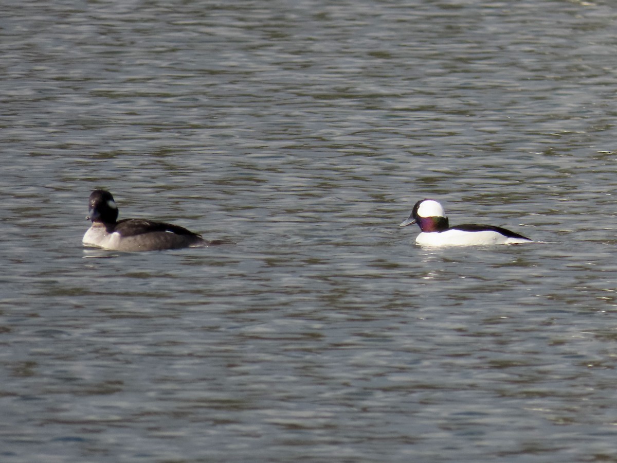 Bufflehead - ML647418167