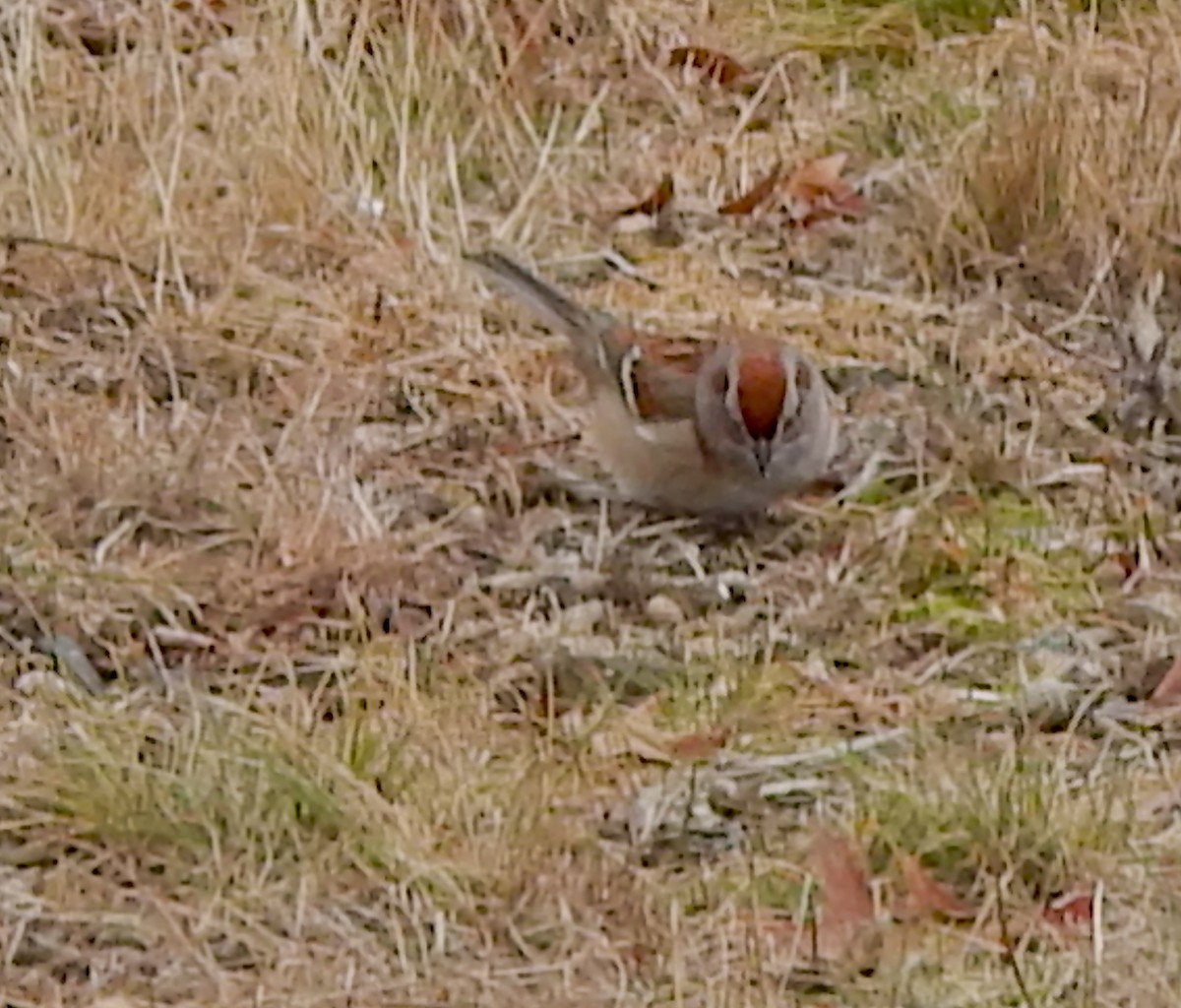American Tree Sparrow - ML647418168