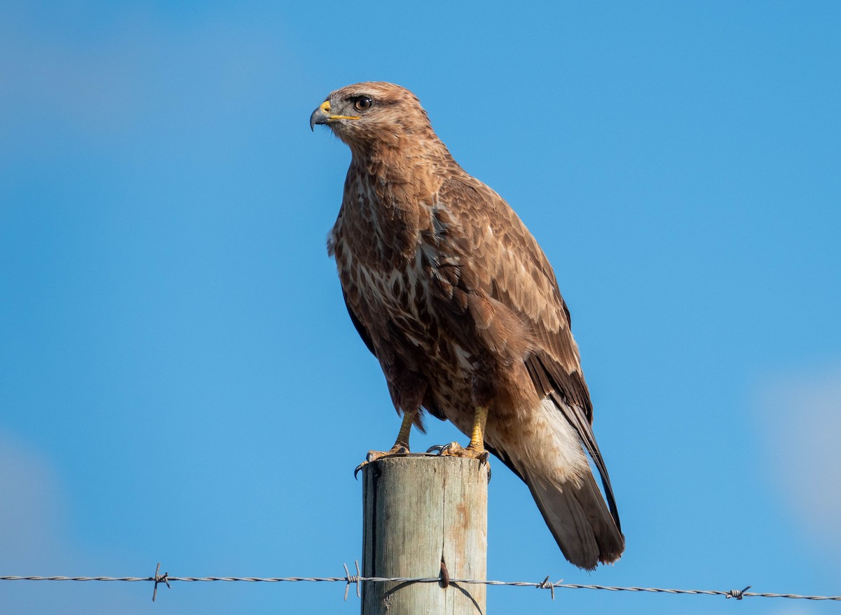 Common Buzzard - ML647418169