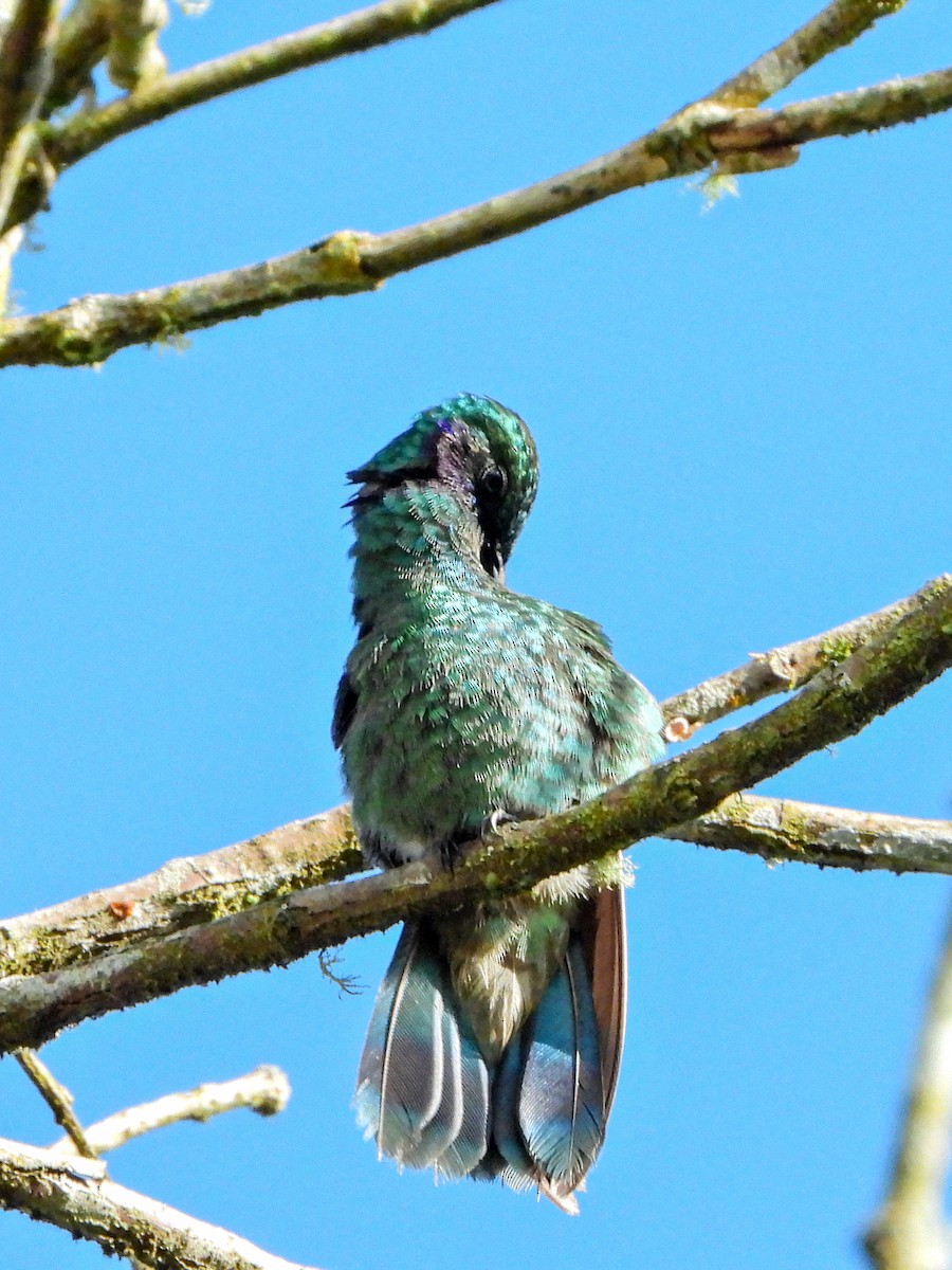 Lesser Violetear - ML647418170