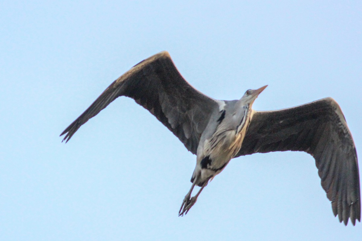 Gray Heron - ML647418171