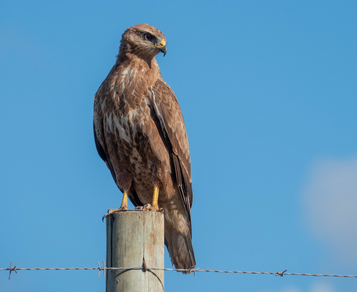 Common Buzzard - ML647418172