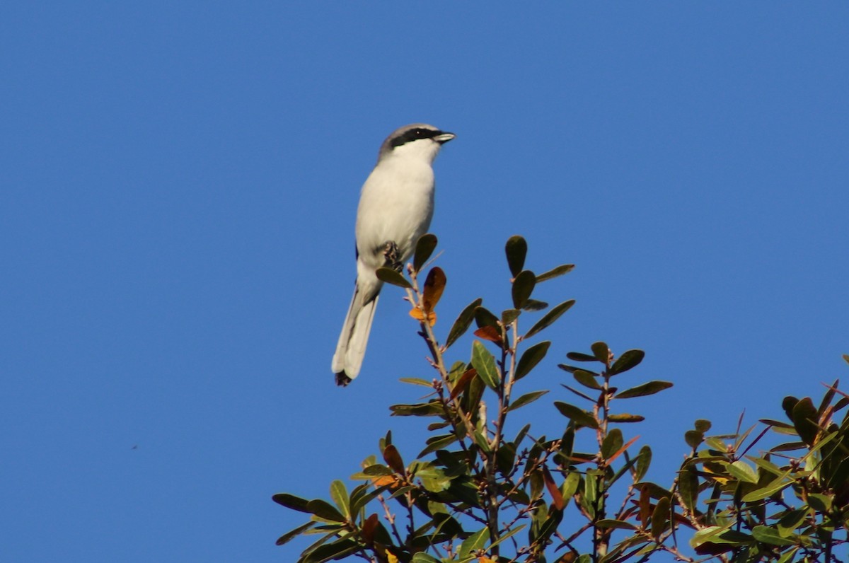 Loggerhead Shrike - ML647418173