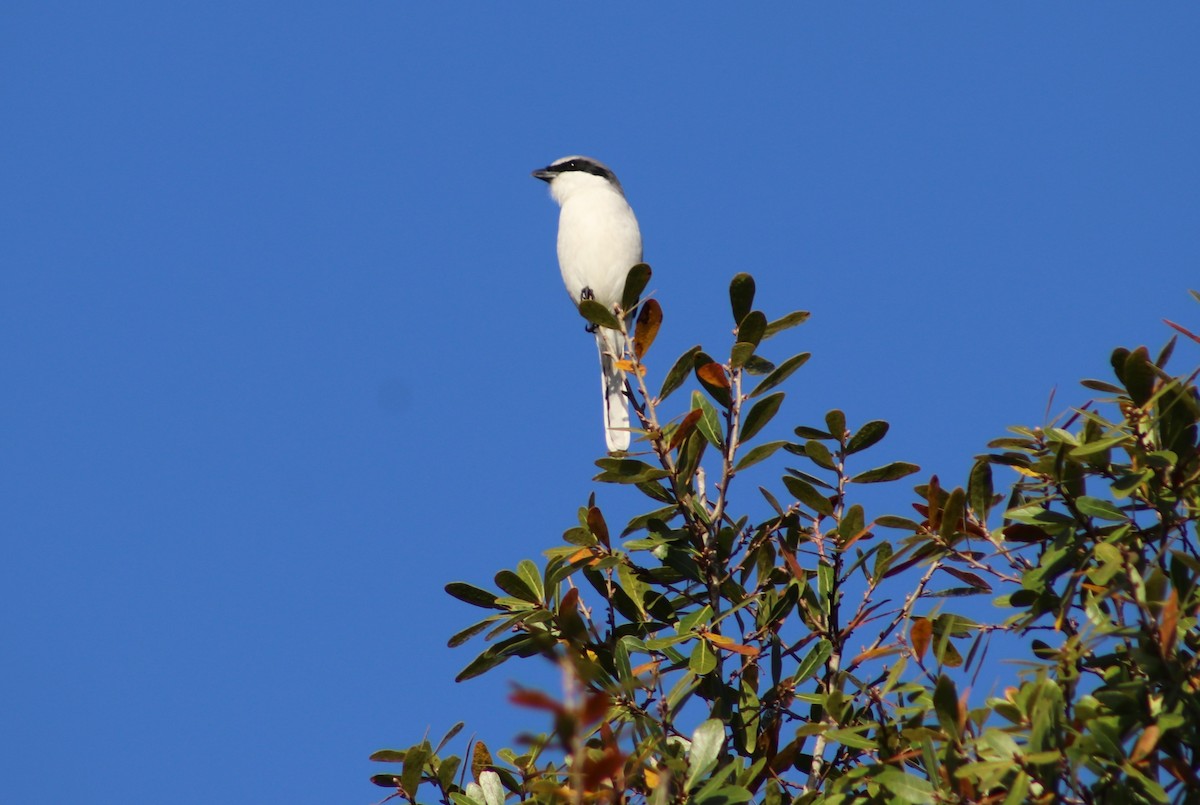 Loggerhead Shrike - ML647418174