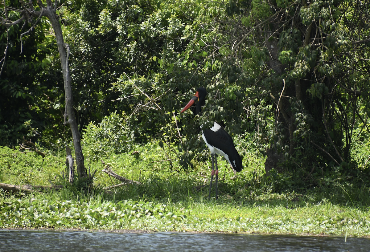 Saddle-billed Stork - ML647418175