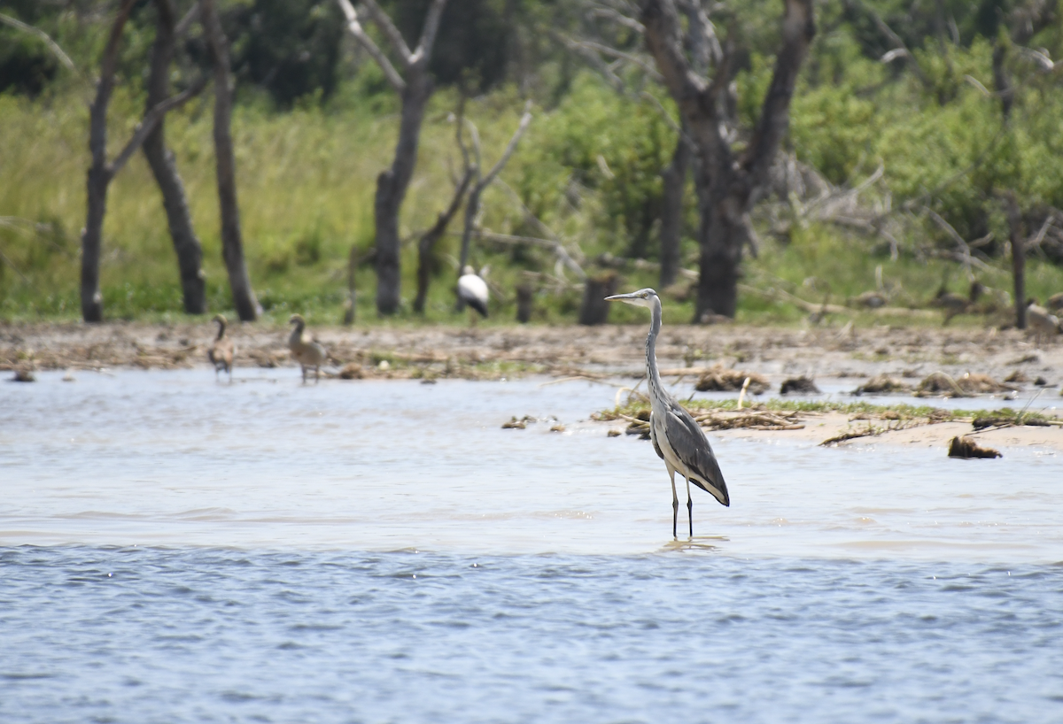 Goliath Heron - ML647418178