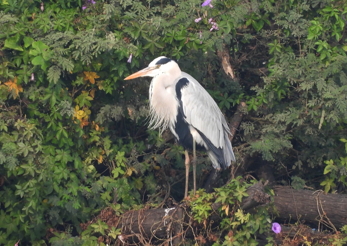 Gray Heron - ML647418179