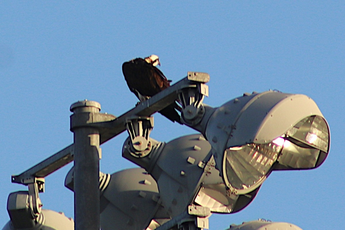 Osprey - ML647418180