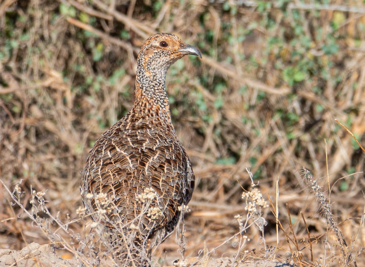 Gray-winged Francolin - ML647418181