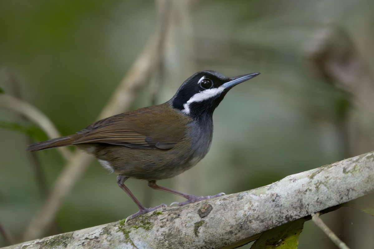 Crossley's Vanga - ML647418182