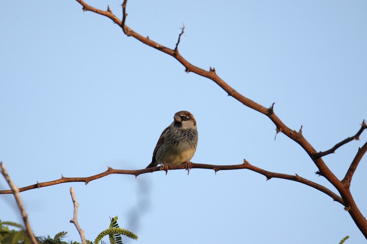 Spanish Sparrow - ML647418183