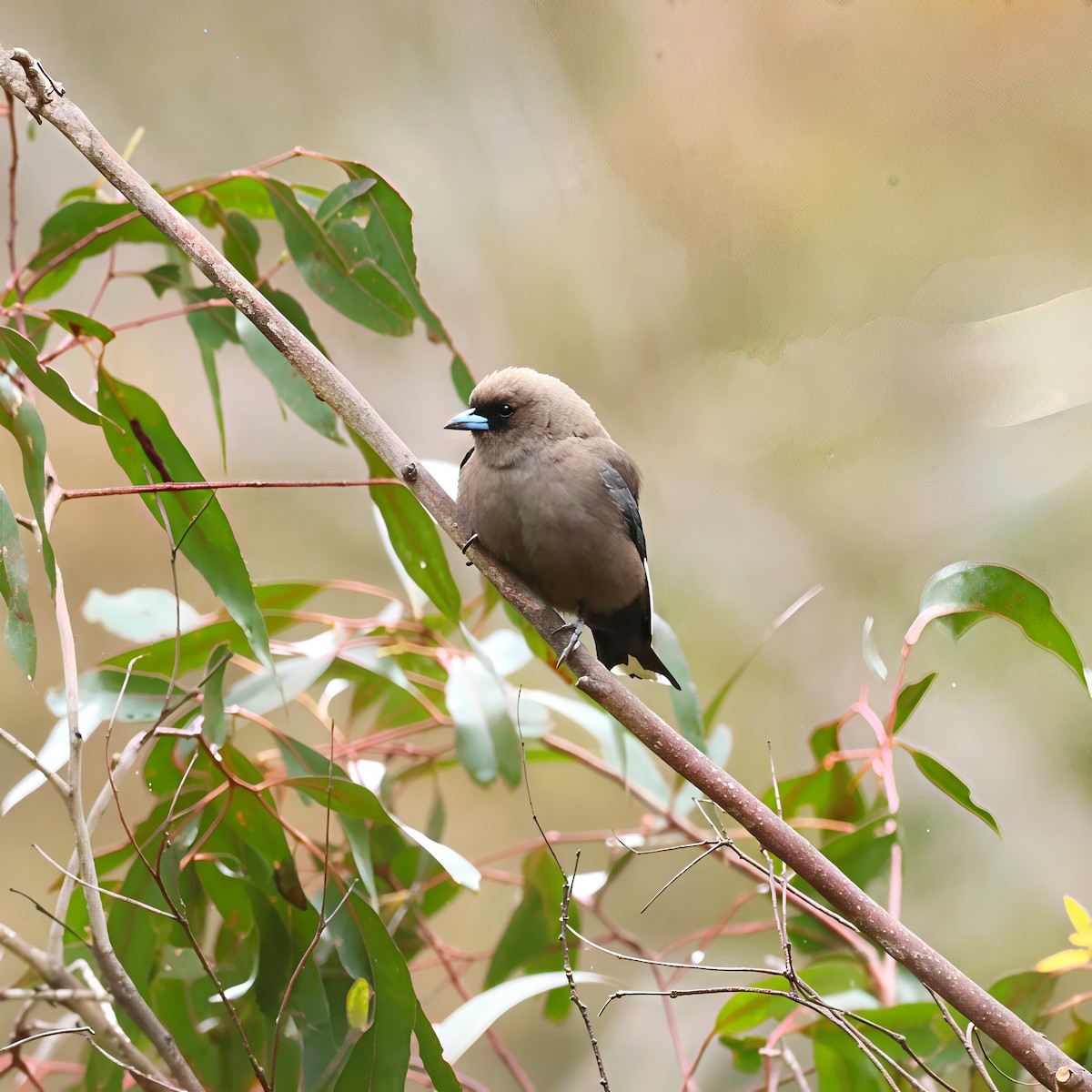 Dusky Woodswallow - ML647418185
