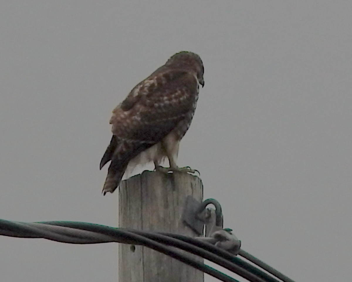 Red-tailed Hawk (borealis) - ML647418186