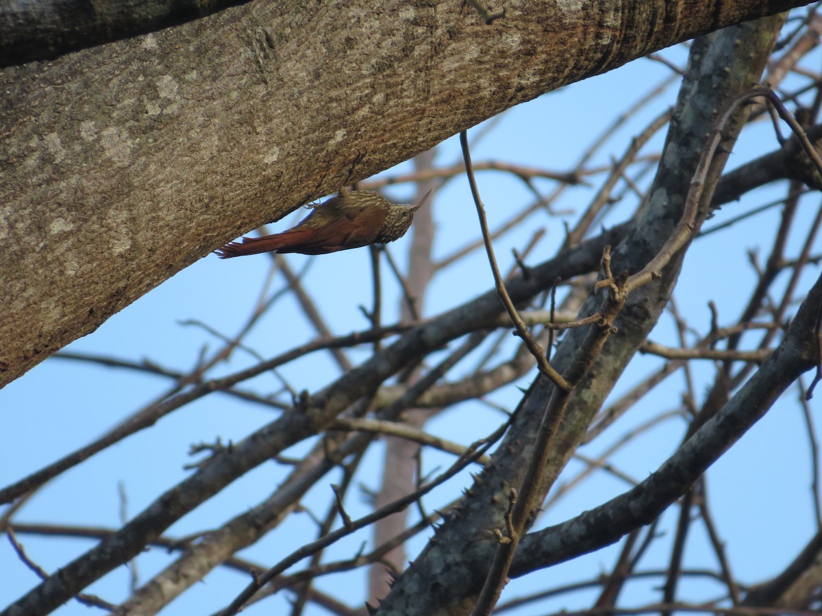 Streak-headed Woodcreeper - ML647418188