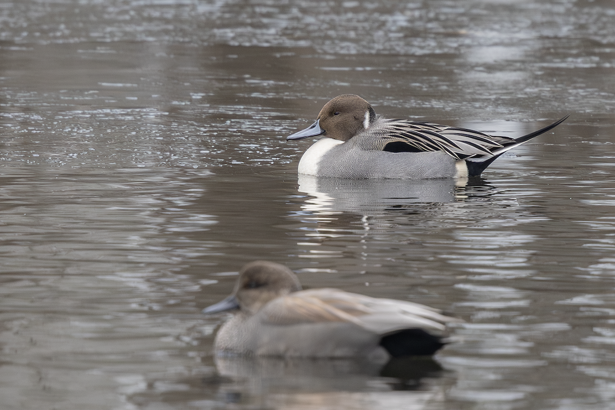 Northern Pintail - ML647418190