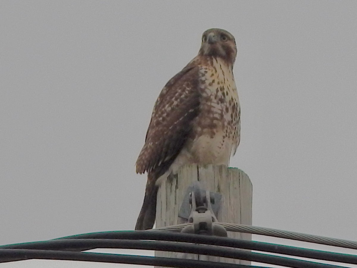 Red-tailed Hawk (borealis) - ML647418193