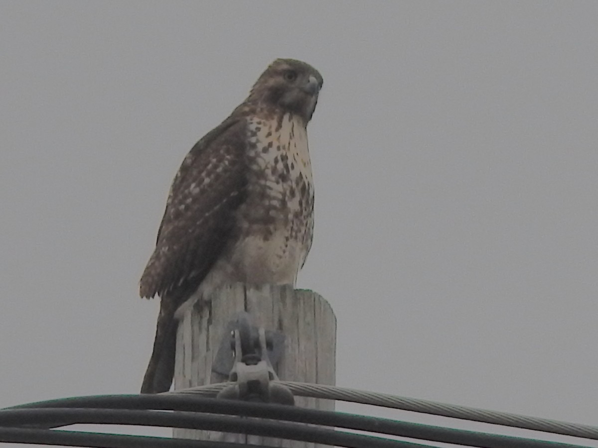 Red-tailed Hawk (borealis) - ML647418194