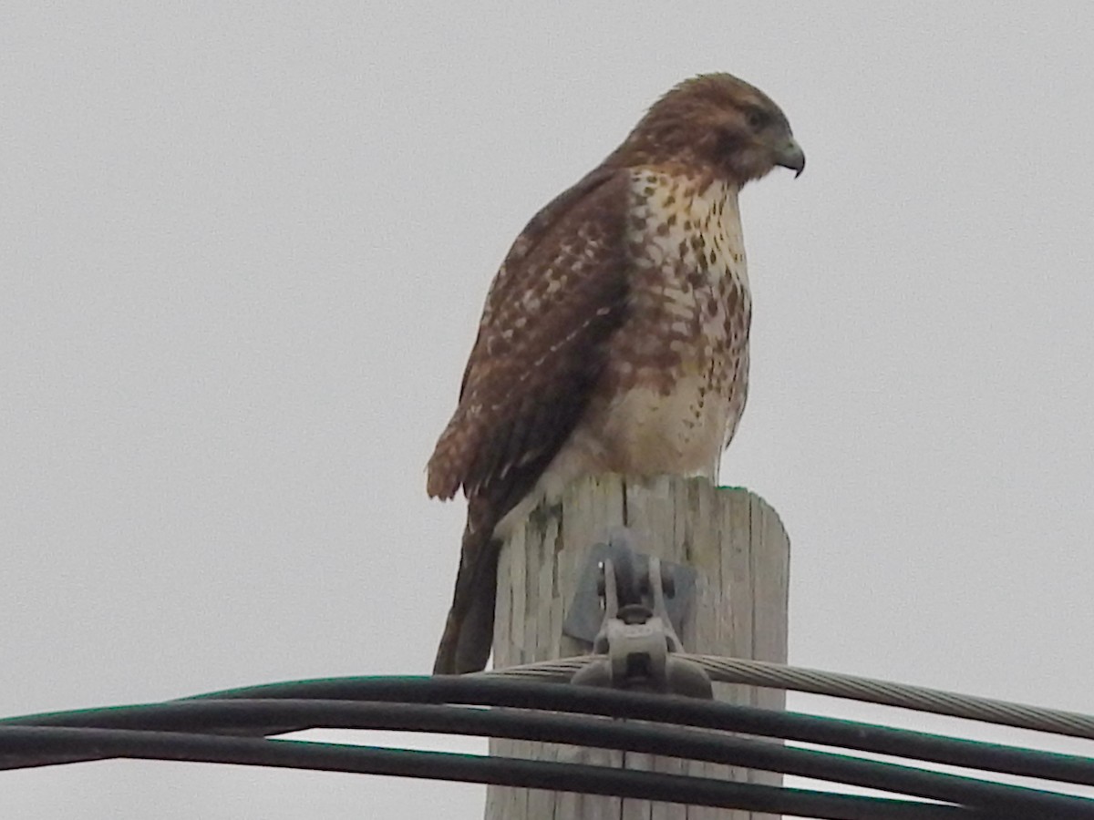 Red-tailed Hawk (borealis) - ML647418195
