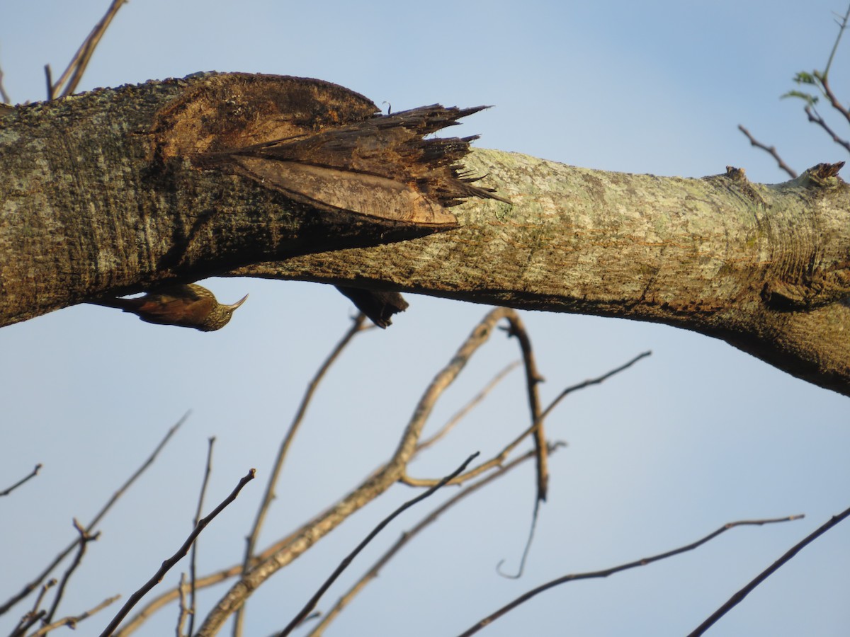 Streak-headed Woodcreeper - ML647418196