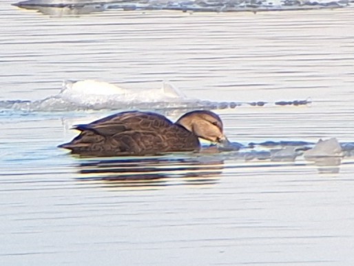 Ahate iluna - ML647418214