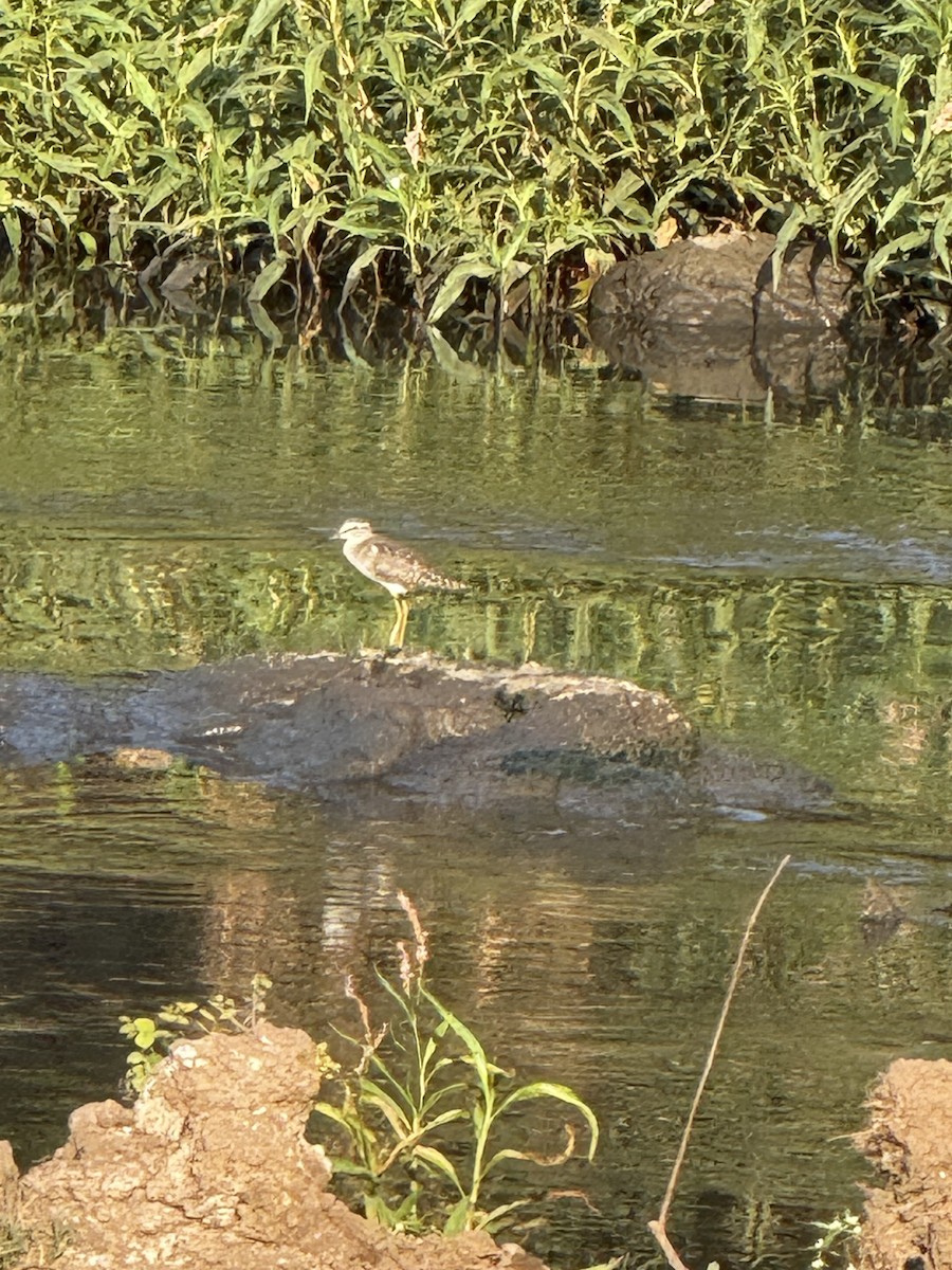 vodouš bahenní - ML647418218