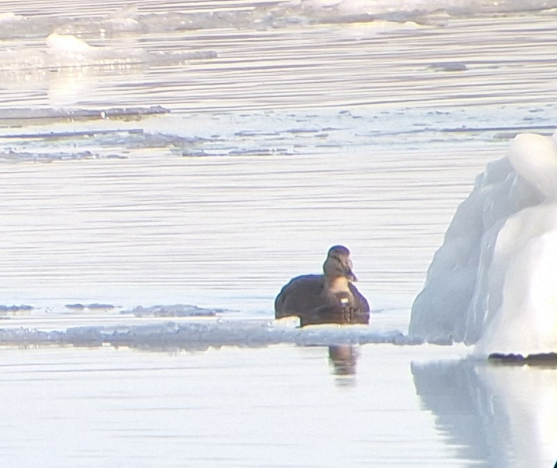 Ahate iluna - ML647418245