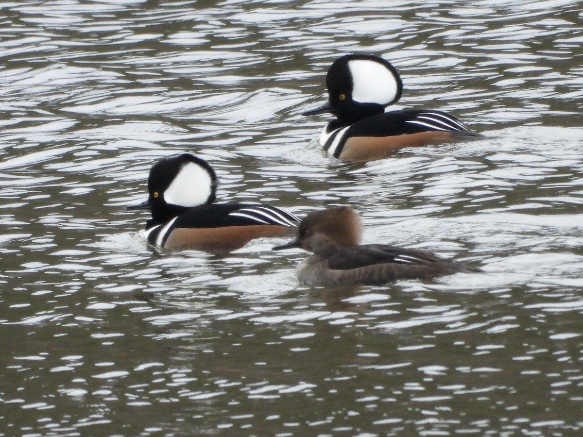 Başlıklı Tarakdiş - ML647418275