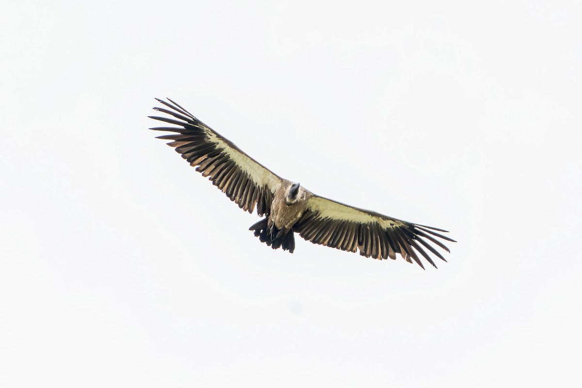 White-backed Vulture - ML647418276