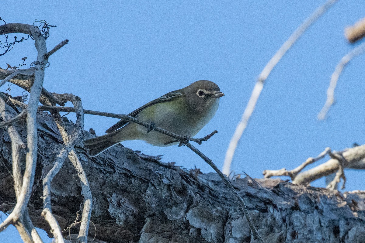 Graukopfvireo - ML647418300