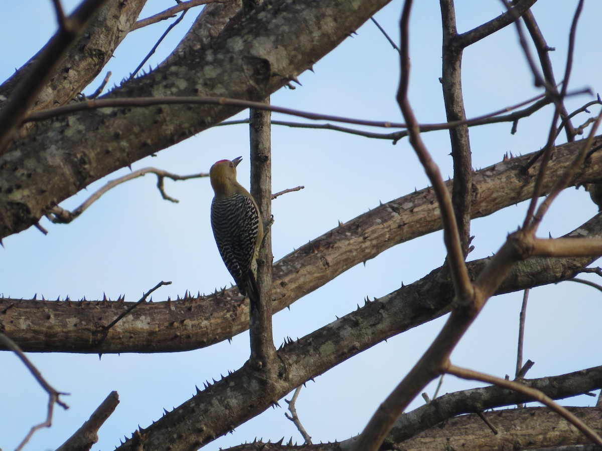 Гіла нікарагуанська - ML647418304
