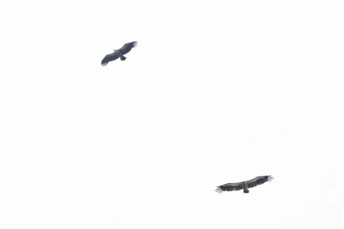 White-backed Vulture - ML647418305