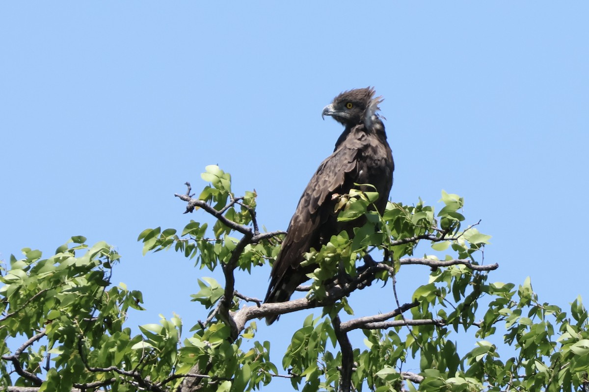 Змієїд бурий - ML647418310