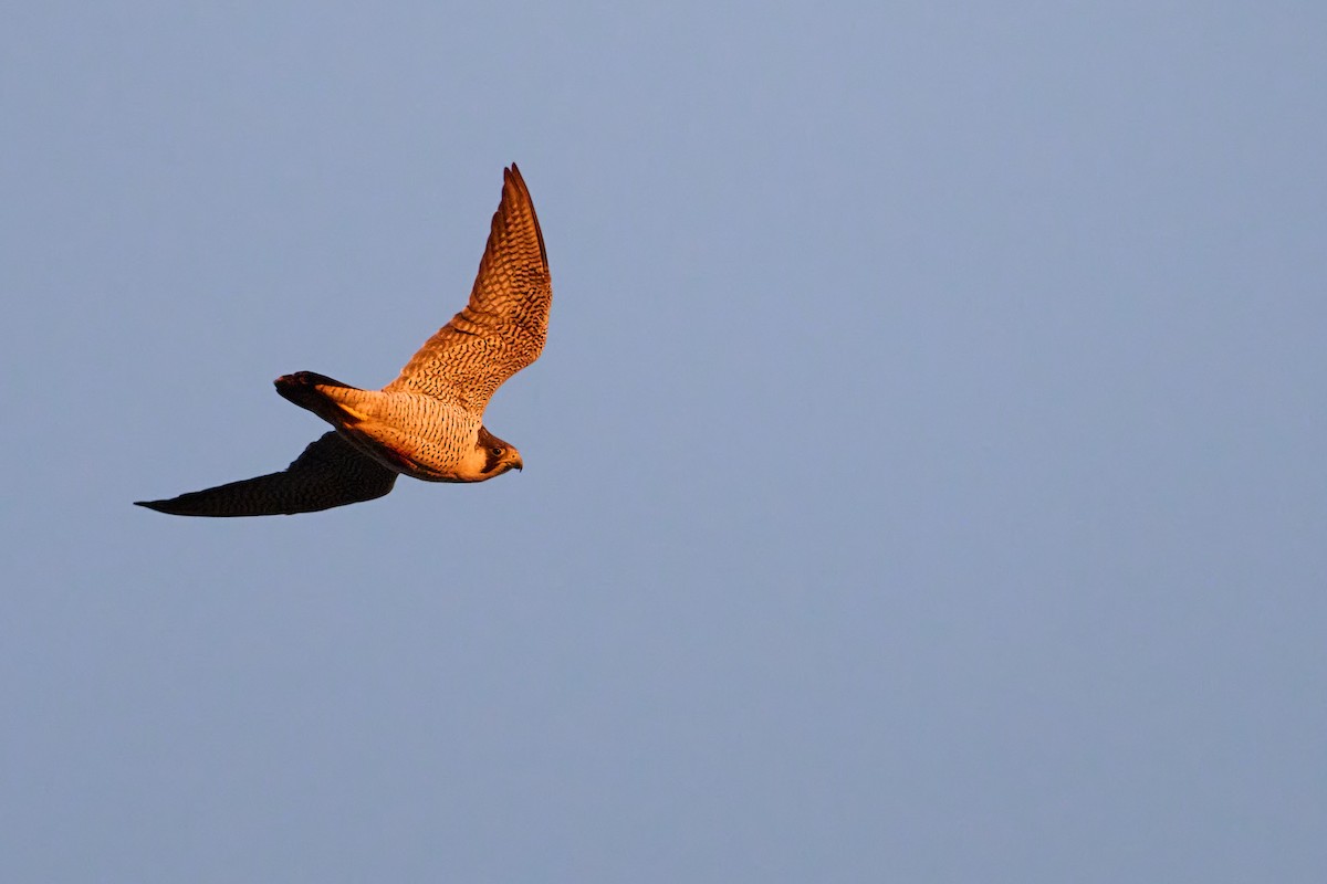 Сапсан - ML647418315