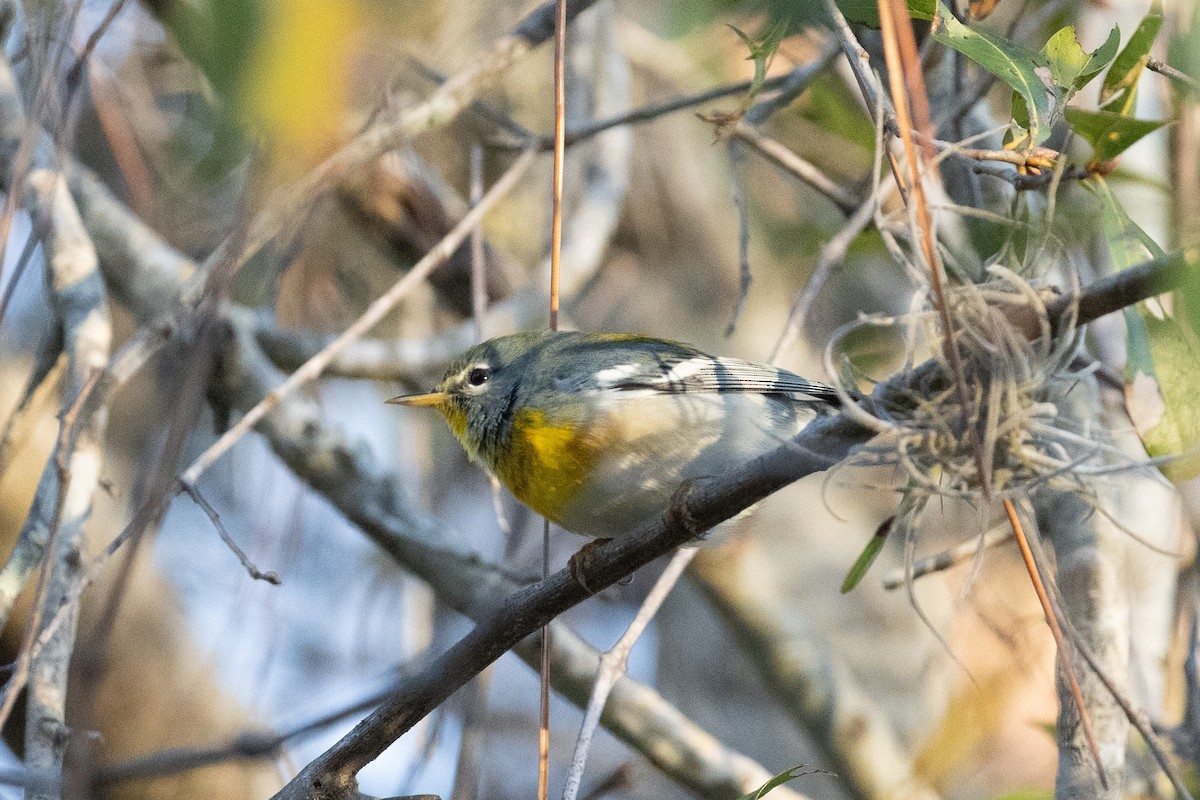 Northern Parula - ML647418320