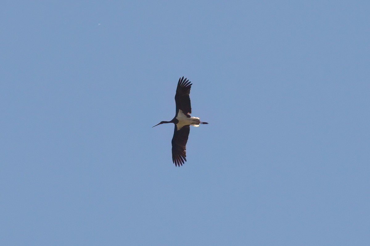 Black Stork - ML647418327