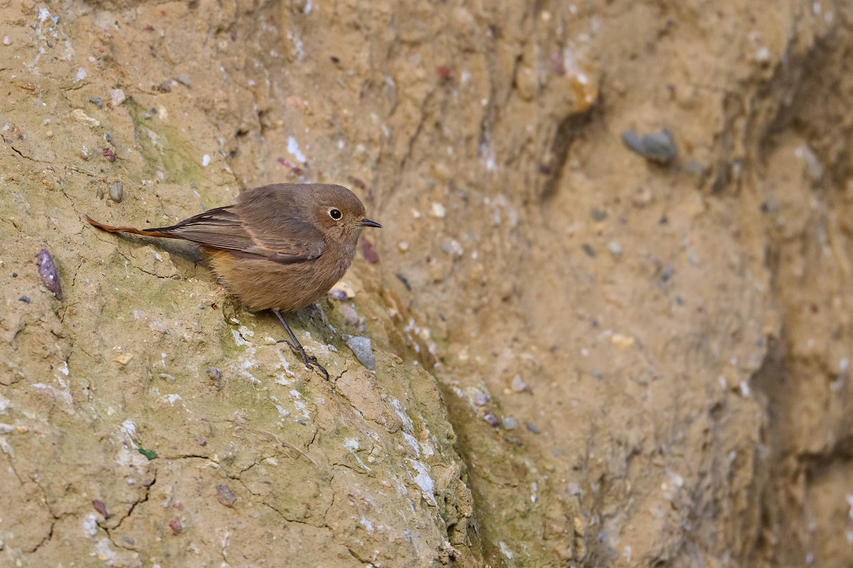 Black Redstart - ML647418328