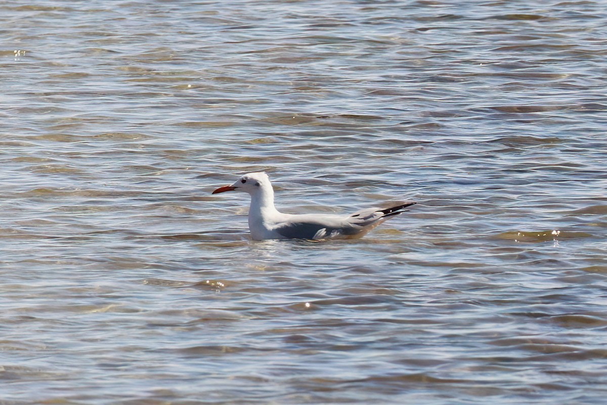Slender-billed Gull - ML647418330