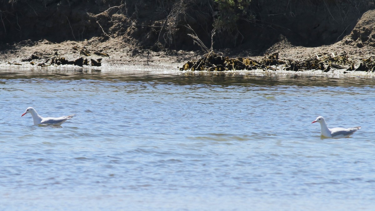 Slender-billed Gull - ML647418332