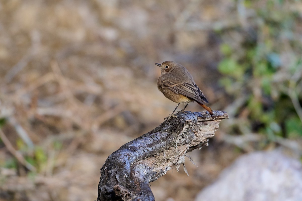 Black Redstart - ML647418337