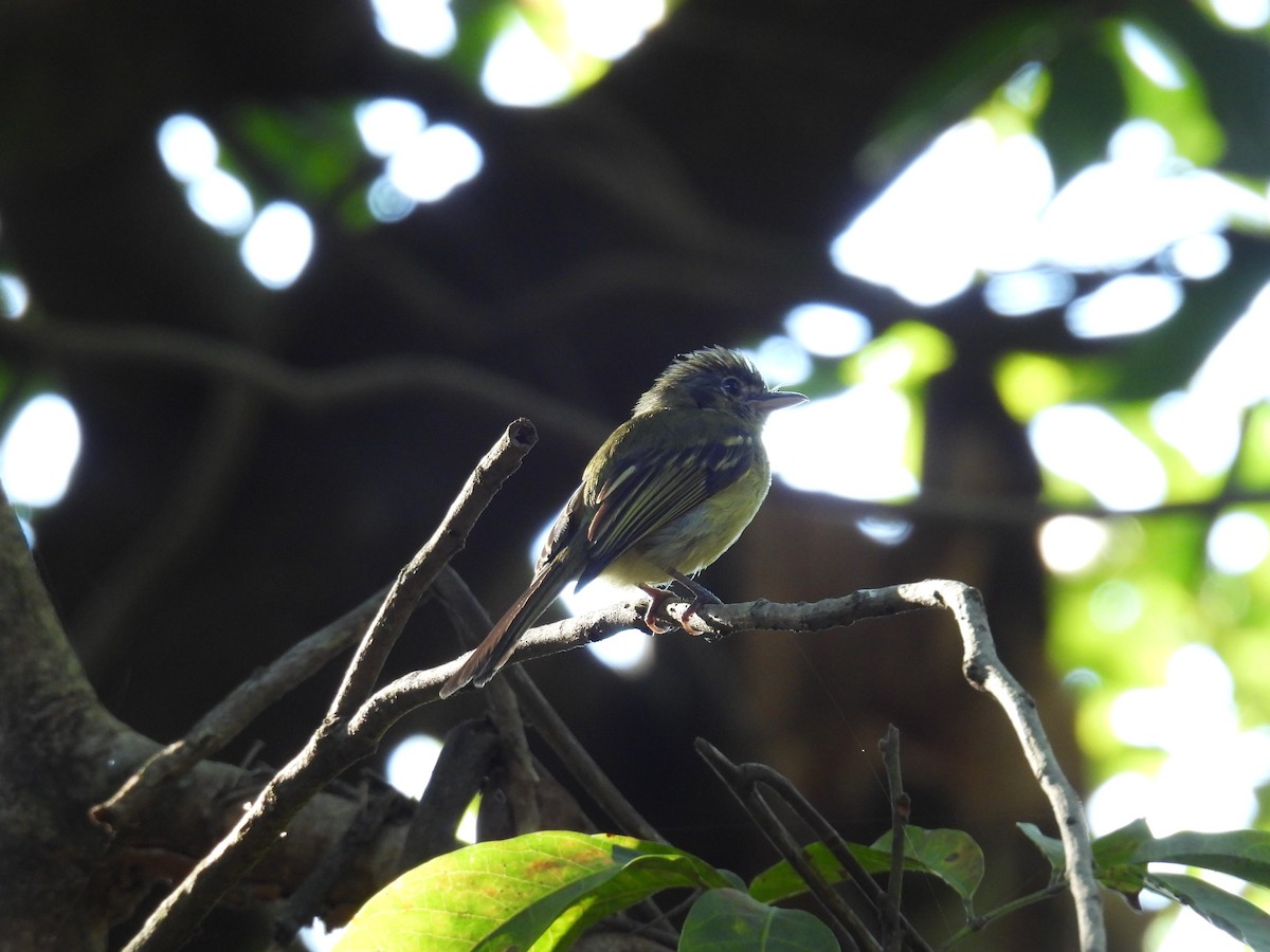 Yellow-olive Flatbill - ML647418339