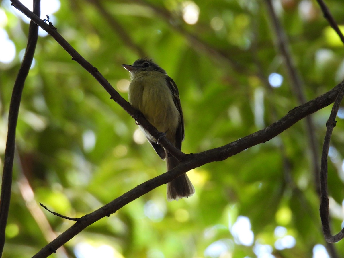 Yellow-olive Flatbill - ML647418340