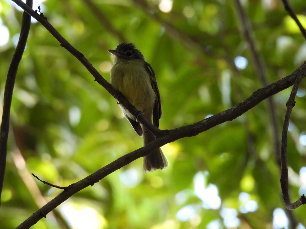 Yellow-olive Flatbill - ML647418341