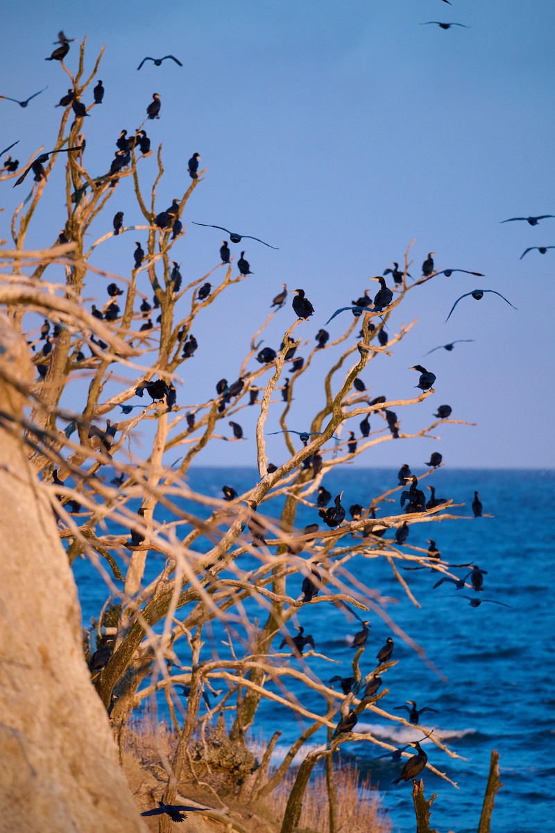 storskarv - ML647418344