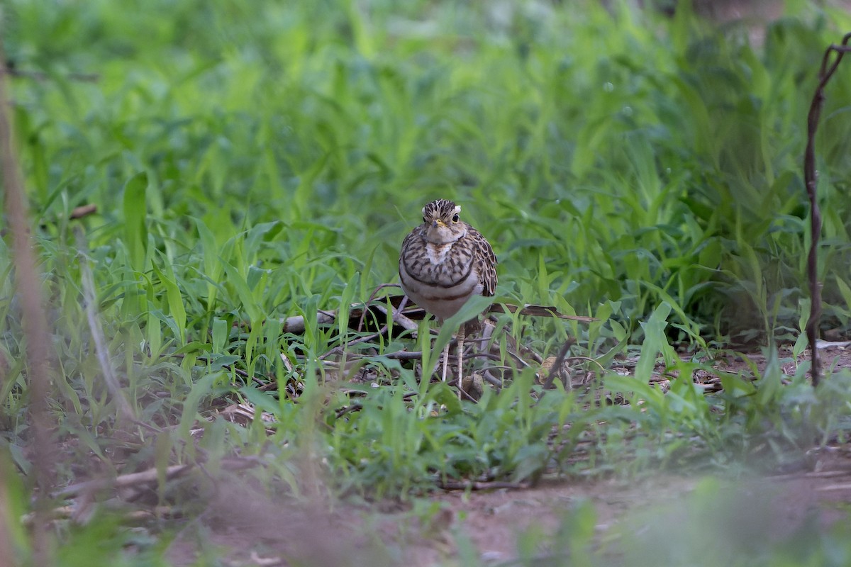Three-banded Courser - ML647418360