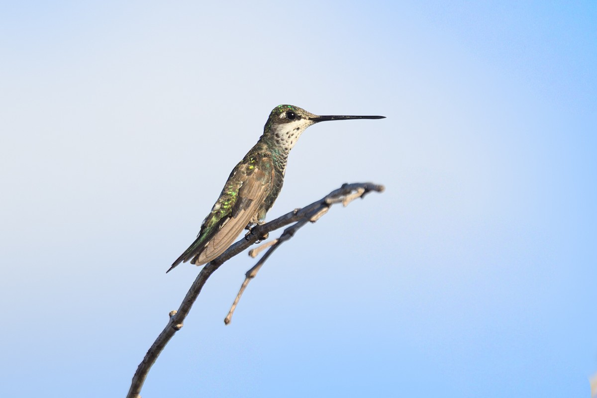 Stripe-breasted Starthroat - ML647418361