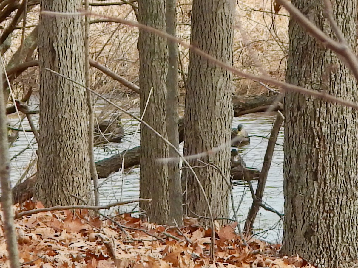 Ahate iluna - ML647418363