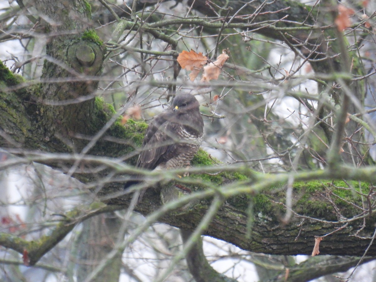 Ойн сар - ML647418375