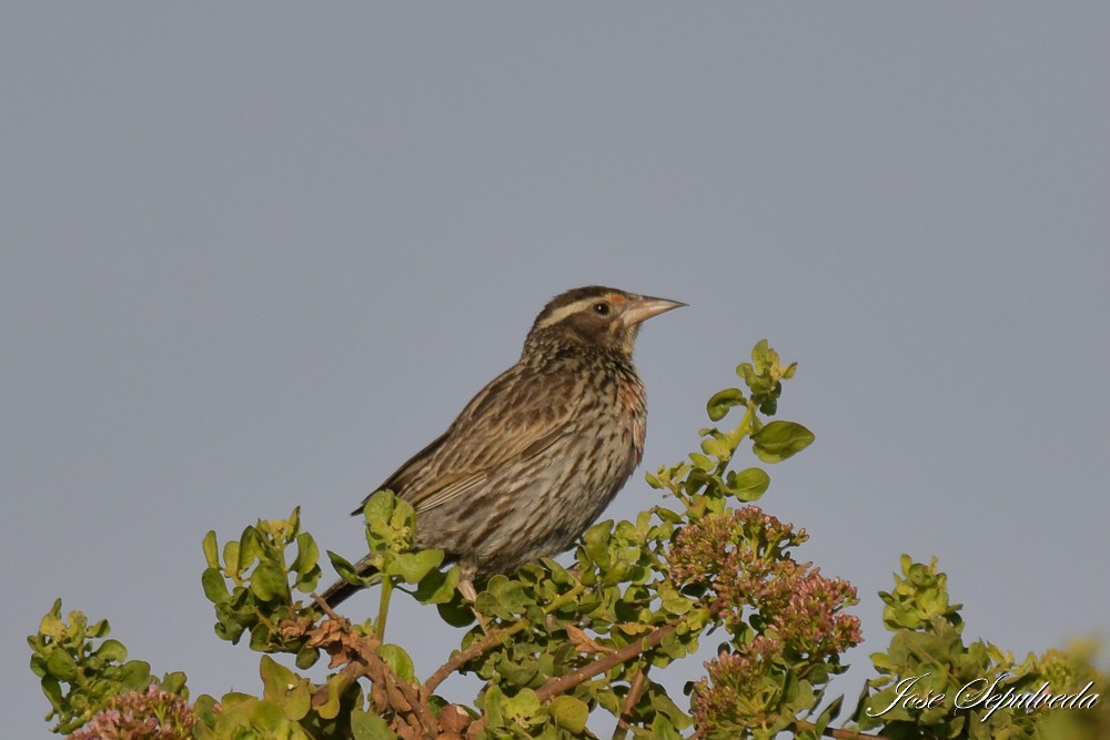 Sturnelle du Pérou - ML647418376