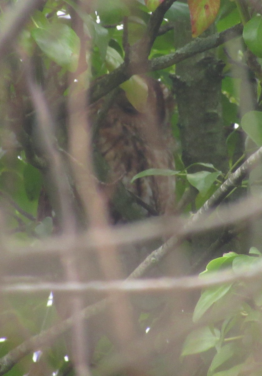 Chouette hulotte - ML647418396