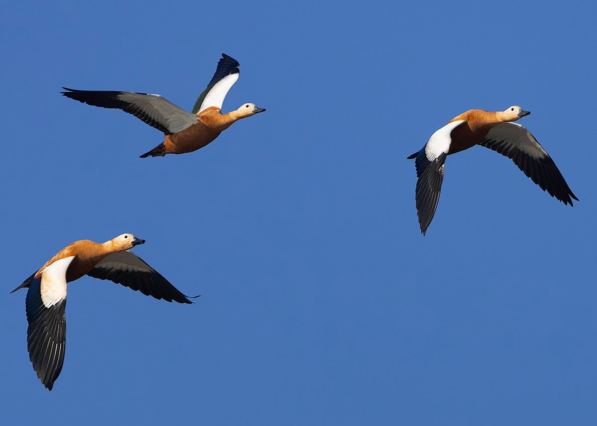 Ruddy Shelduck - ML647418407